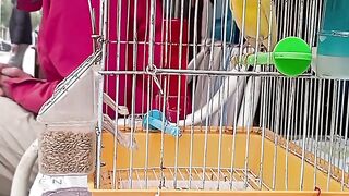 canario