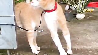 Cat Video 2