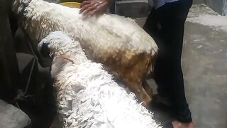 Beautiful Chatra bakra