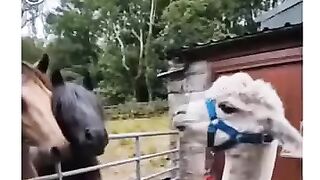 إضحك ونسا لهم