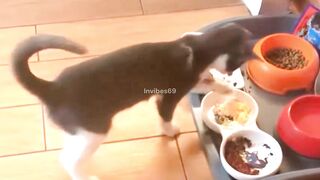Some activities of hungry cats