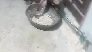 Beautiful bakra 3