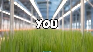 Growing Grass in factory ???? for Animal????????????????
