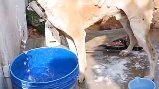 Funny Dog Bath