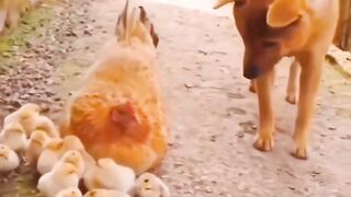 Funny Dog and chicken / funny animal