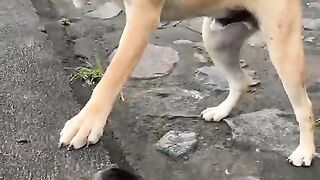 Dog Pets Kitten