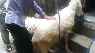 Beautiful bakra 4