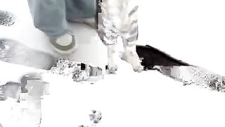Cute Cat 36