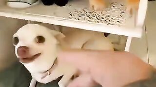 #funnyanimals 4
