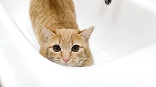 Cute Cat 38