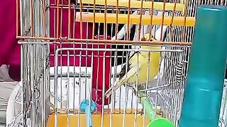 pajaro bird canary canario
