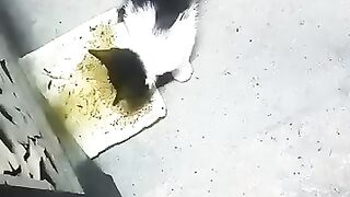 gato quiere comer