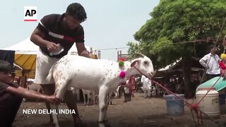 Muslims buy sacrificial animals for Eid al-Adha in India, Indian-controlled Kashmir and Bangladesh.