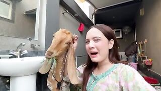 Qurbani k liy y bakry ly liya