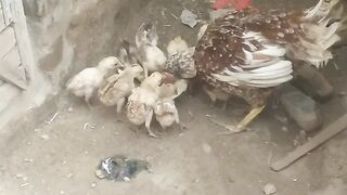 Home bread aseel chicks
