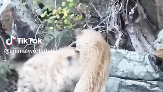 full video watching 34