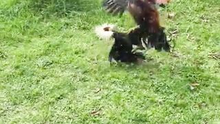 ASIAMPO AGEN SABUNG AYAM TERPERCAYA DI INDONESIA