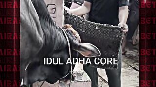 serba serbi idul adha????????