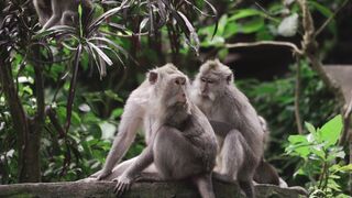 monkey in Bali