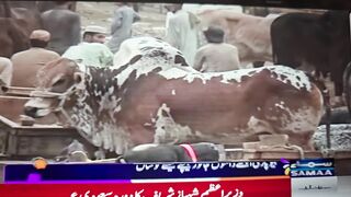 Rush in Animal Markets pakistan
