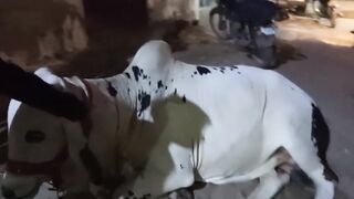 Eid Mubarak 81