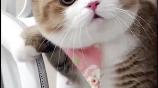 There cut my friend