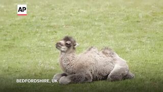 Whipsnade Zoo welcomes the birth of baby Bactrian camel.