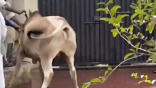 Funny video ead 2025