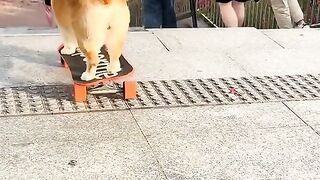 Smart dog 11