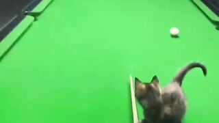 smart cat is playing billiards