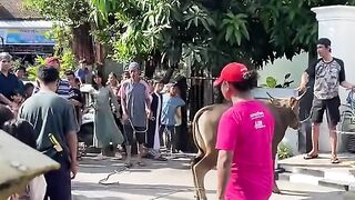 Cow kick