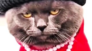 Funny cat 326