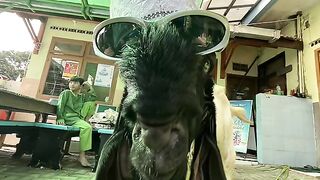 Funny video