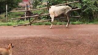 Funny video