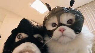 Funny video