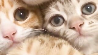 Cute Cat 40