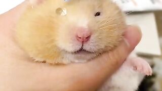 #Helping Mouse