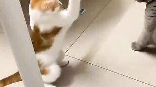 Fight Between Two Cats