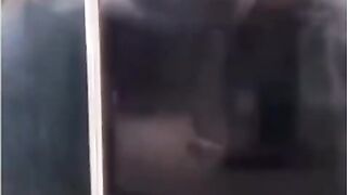 Animal Fun Video