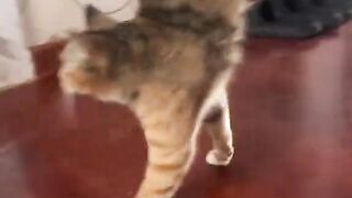 Funny video
