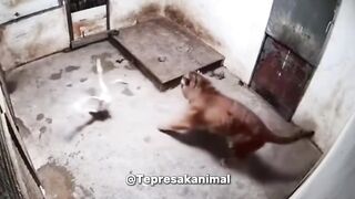Funny video