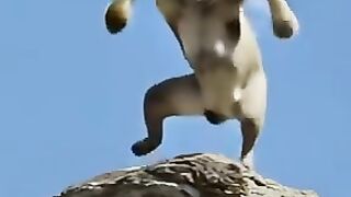 Funny video