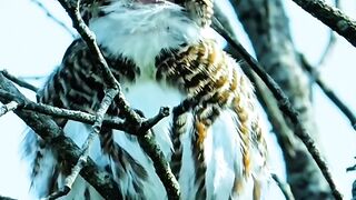 Beautiful bird 23