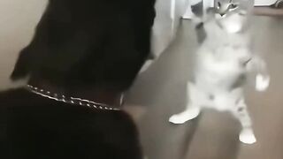 Funny Cat Vines That Will Make You Laugh