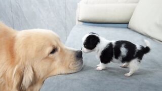 Cute dogs ????????