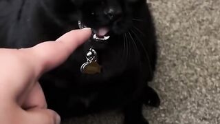 Funny cats 92