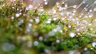 Glistening Dew Drops: Serene Nature's Quiet Beauty in Soft Focus