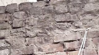 Funny Monkey on roof