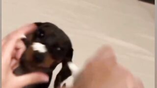 Funny dog eating 2