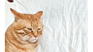 Funny cat wedding